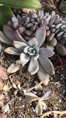 Sedeae