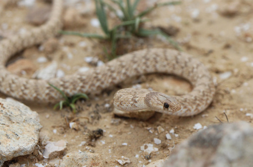 Crowned Dwarf Racer (Eirenis coronella) - Snakes and Lizards