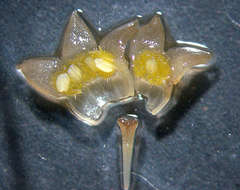 Eumachia chaenotricha