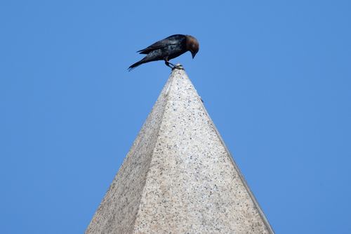 Brown-headed Cowbird photographed in Pennsylvania