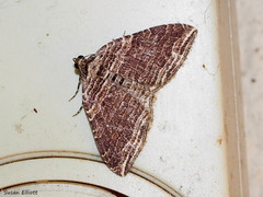 Anticlea multiferata