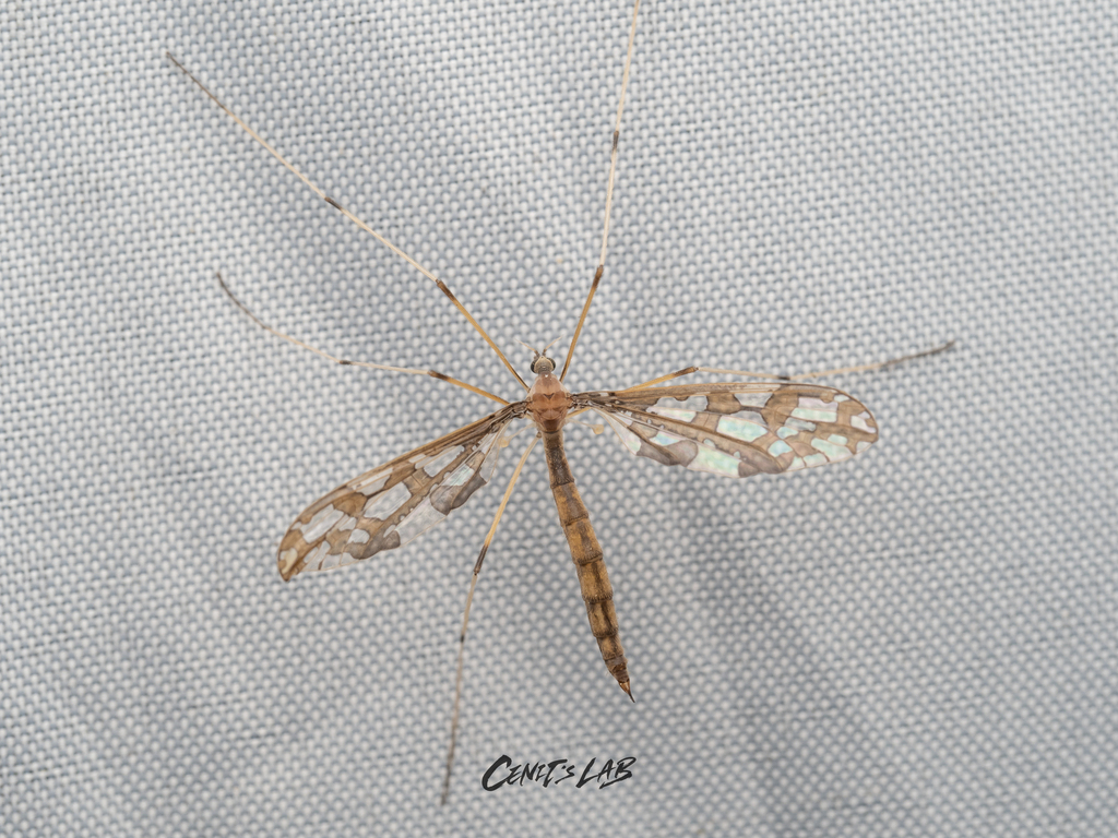 Pediciinae