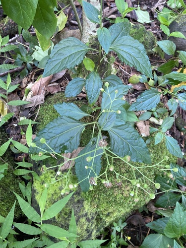 Adenostemma viscosum observed 2024-05-29