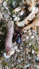 Trachyzelotes pedestris