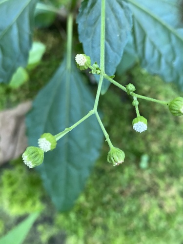 Adenostemma viscosum