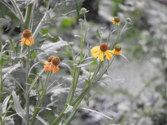 Helenium mexicanum