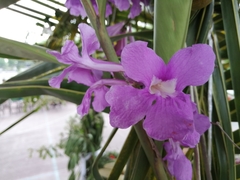 Bignonia neoheterophylla