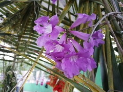 Bignonia neoheterophylla