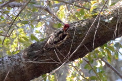 Sphyrapicus ruber × nuchalis