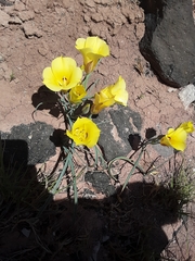 Calochortus aureus