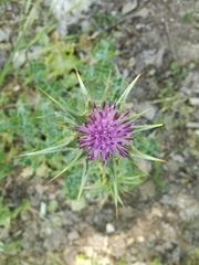 Silybum marianum