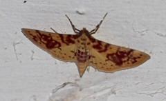Conogethes haemactalis