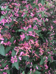 Lonicera tatarica
