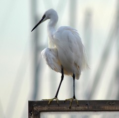 Egretta garzetta