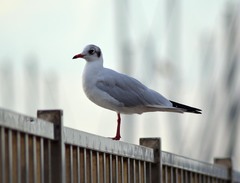 Chroicocephalus ridibundus