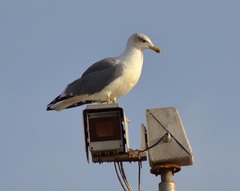 Larus michahellis