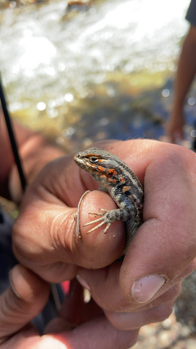iNaturalist observation photo of Common Sagebrush Lizard