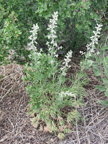 Image of Delphinium geyeri by (c) Anders Hastings, some rights reserved (CC BY)