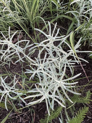 Artemisia ludoviciana