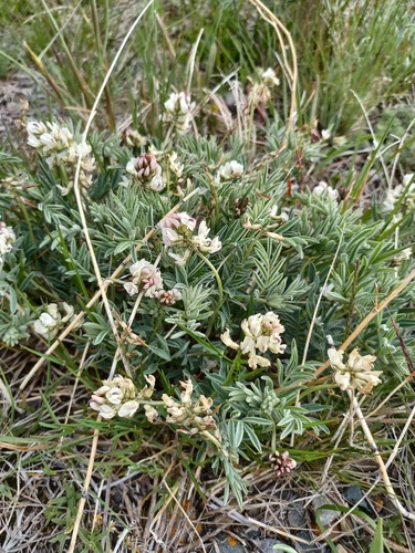 Astragalus australis (L.) Lam.