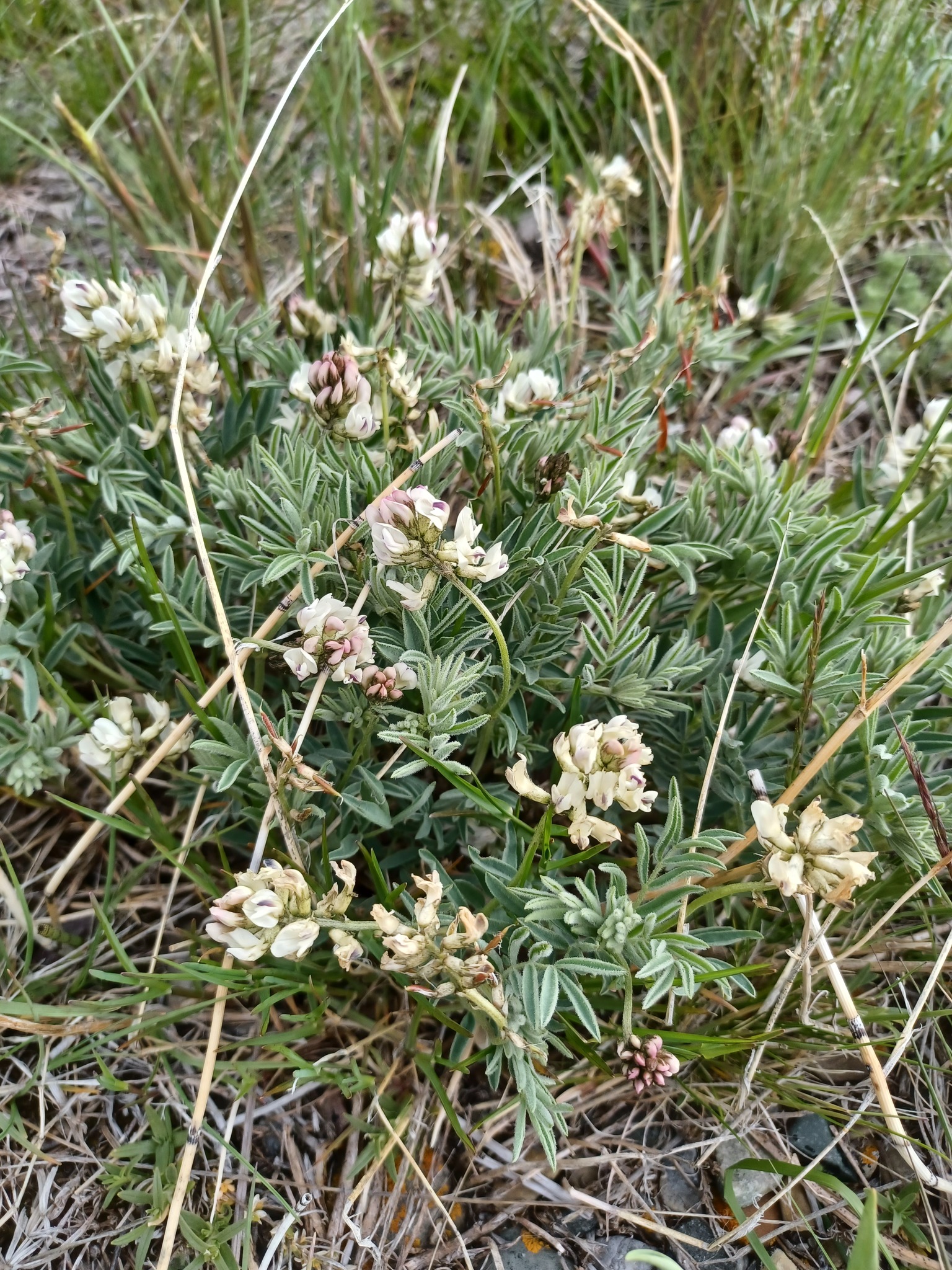 Astragalus australis