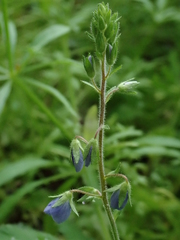 Veronica montana