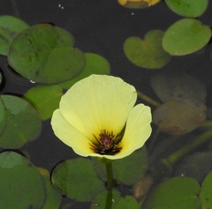 Hydrocleys nymphoides