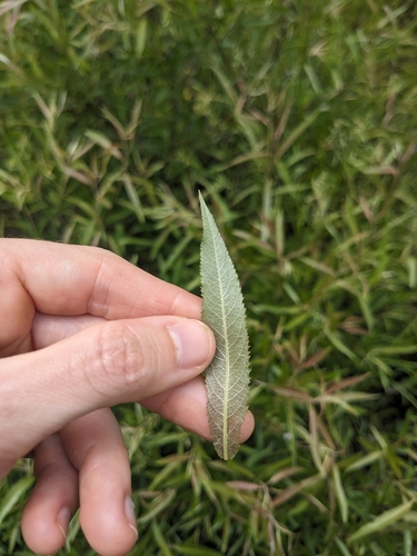 Image of Salix sericea by (c) Alaina Krakowiak, some rights reserved (CC BY)