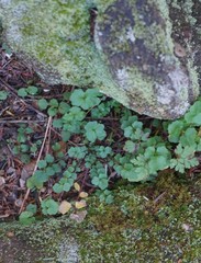 Cardamine hirsuta