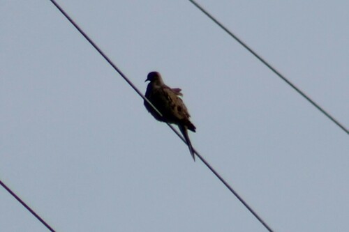 Western Mourning Dove photographed in Oregon