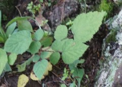 Rubus phoenicolasius