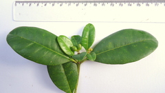 Eumachia chaenotricha