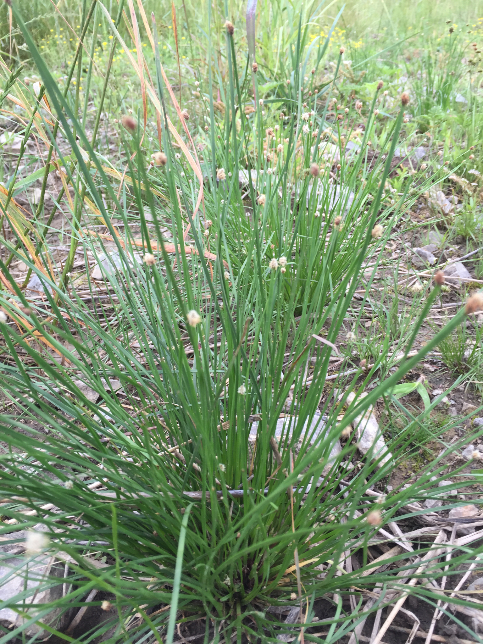Eleocharis bifida