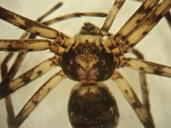 Philodromus buxi