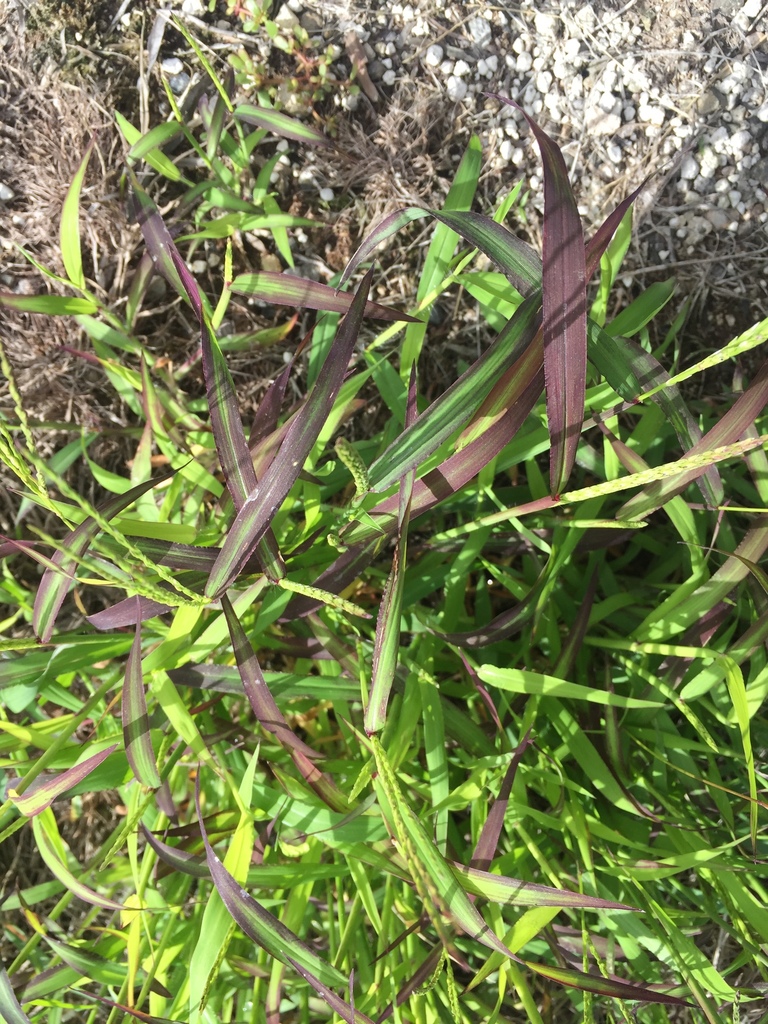 Hairy Crabgrass from 7 Tukiterangi Street, Whakarewarewa, Bay of Plenty
