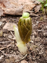 Podophyllum
