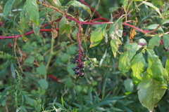 Phytolacca americana