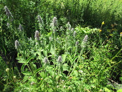 Stachys germanica