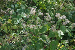Ageratina altissima