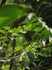 Onychorhynchus coronatus