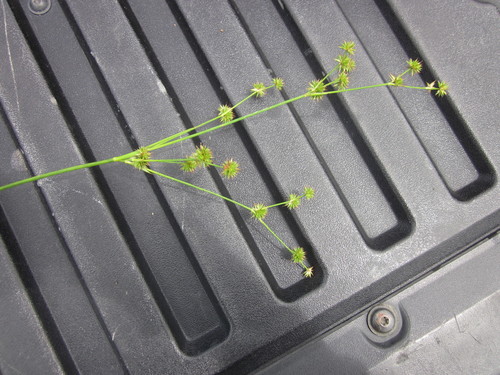 Manyhead rush (Juncus polycephalus)