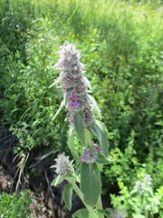 Stachys germanica