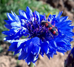Trichodes leucopsideus