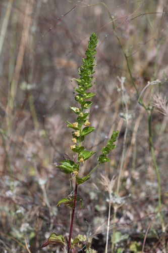 dimorphic snapdragon (Sairocarpus subcordatus)