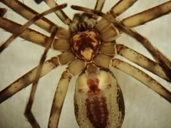 Philodromus buxi