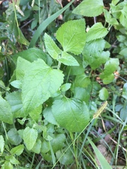 Conoclinium coelestinum