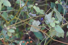 Ampelopsis glandulosa