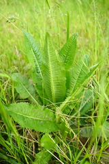 Dipsacus fullonum