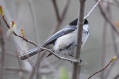 Poecile atricapillus image