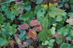 Toxicodendron radicans